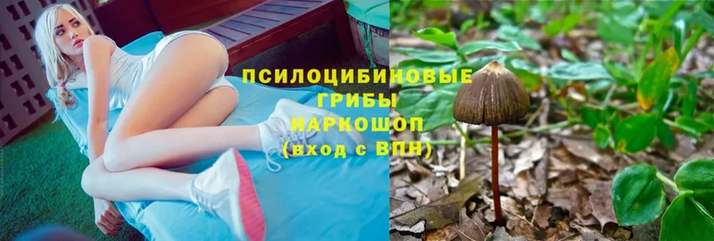 купить   Кизляр  Псилоцибиновые грибы Cubensis 